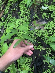 Lysimachia terrestris