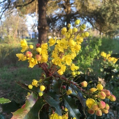 Berberis aquifolium