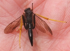 Exetastes suaveolens