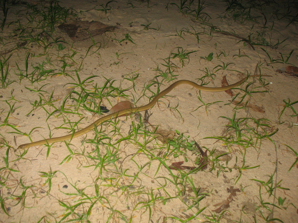 Gans’ Egg Eater from Kafountine on July 25, 2009 by Fundación Tierra ...