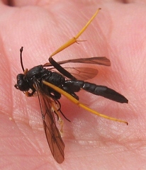 Exetastes suaveolens