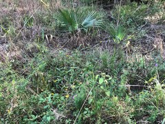 Coreopsis integrifolia