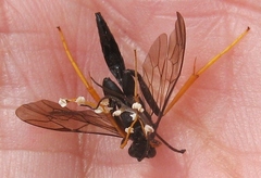 Exetastes suaveolens