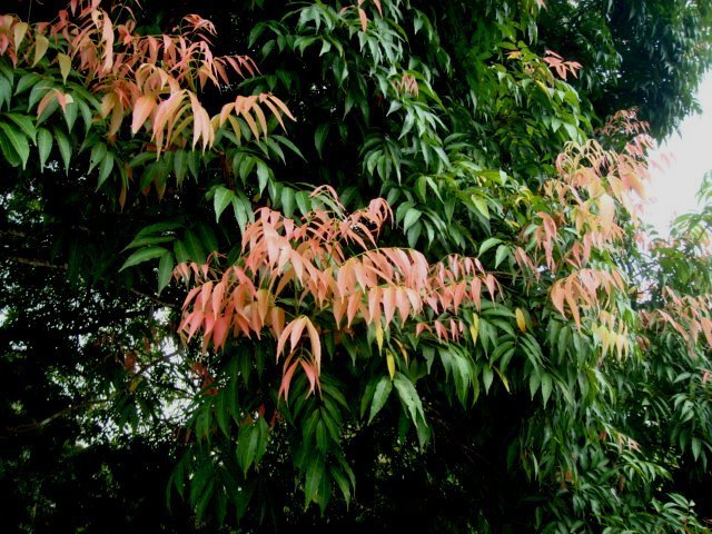 Amesiodendron chinense (Amesiodendron chinense)