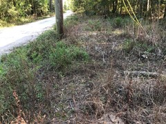 Coreopsis integrifolia