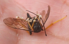 Exetastes suaveolens