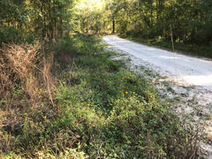 Coreopsis integrifolia
