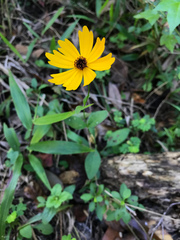 Coreopsis integrifolia