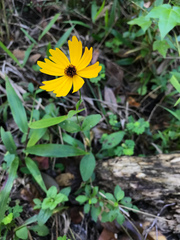 Coreopsis integrifolia