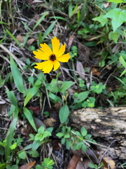 Coreopsis integrifolia