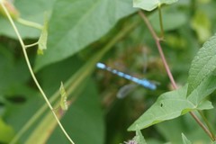 Enallagma cyathigerum