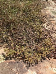 Portulaca smallii