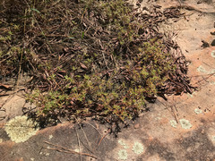 Portulaca smallii
