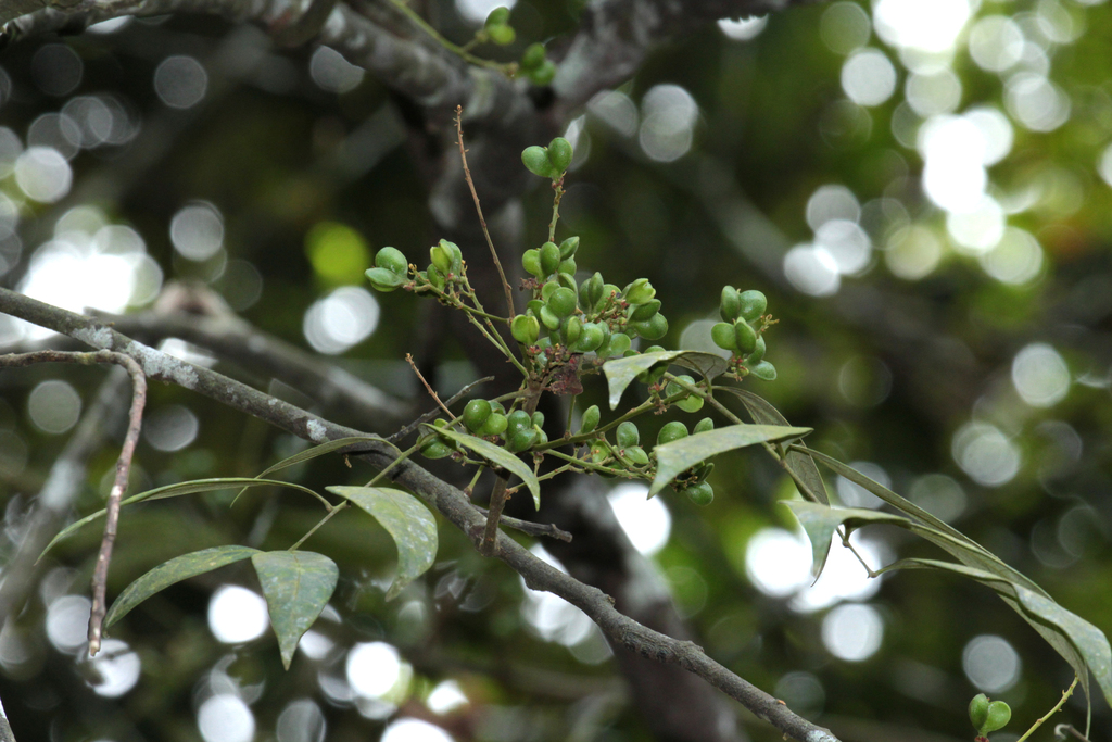 Guioa pubescens