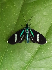 Mydromera notochloris
