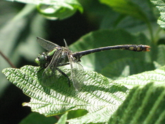 Ophiogomphus mainensis