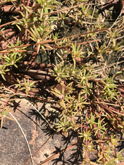 Portulaca smallii