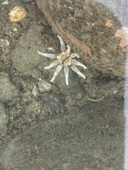 Halcampa decemtentaculata