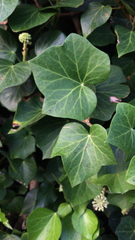 Hedera azorica