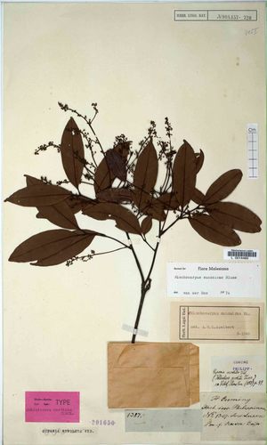 Mischocarpus sundaicus