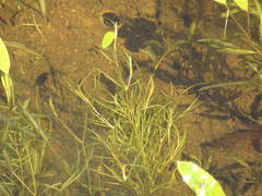 Potamogeton spirillus