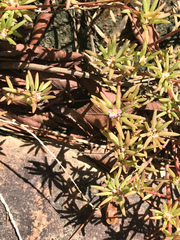 Portulaca smallii