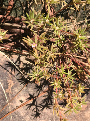 Portulaca smallii