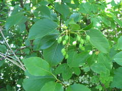 Viburnum lentago image