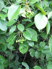 Viburnum lentago image