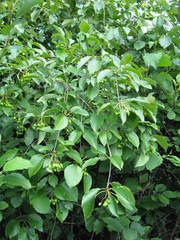 Viburnum lentago image