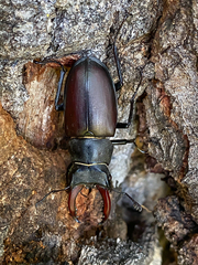 Lucanus cervus cervus