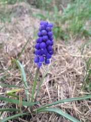 Muscari armeniacum