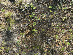 Tephrosia chrysophylla