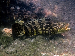 Epinephelus itajara