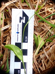 Ophioglossum pusillum