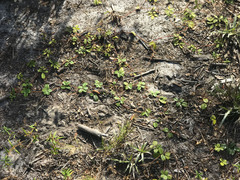 Tephrosia chrysophylla