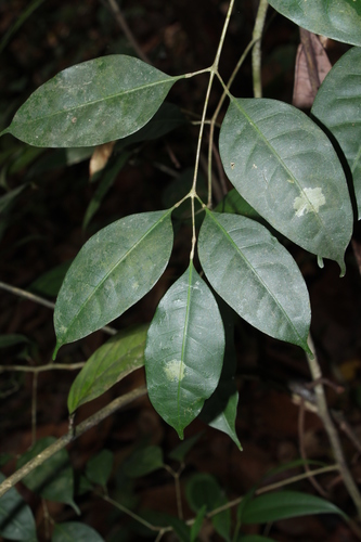 Santiria apiculata
