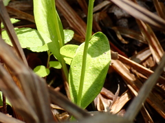Ophioglossum pusillum
