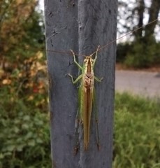 Conocephalus fuscus