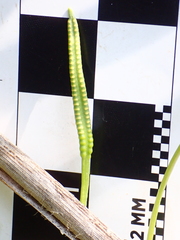 Ophioglossum pusillum