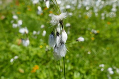 Eriophorum latifolium