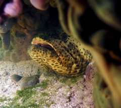 Epinephelus itajara