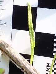 Ophioglossum pusillum