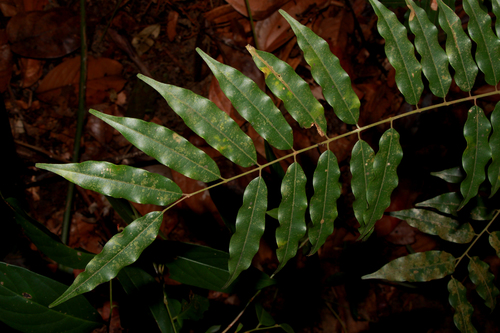 Santiria rubiginosa