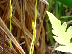 Ophioglossum pusillum