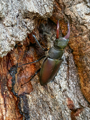 Lucanus cervus cervus