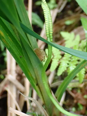 Ophioglossum pusillum