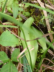 Ophioglossum pusillum