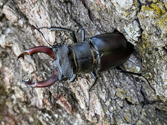 Lucanus cervus cervus