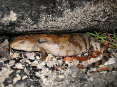 Tiliqua scincoides intermedia
